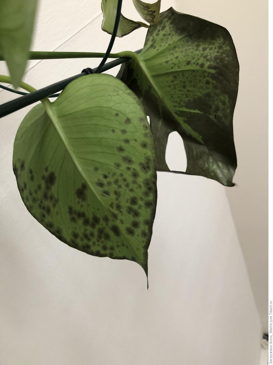 Болезни монстеры на листиках