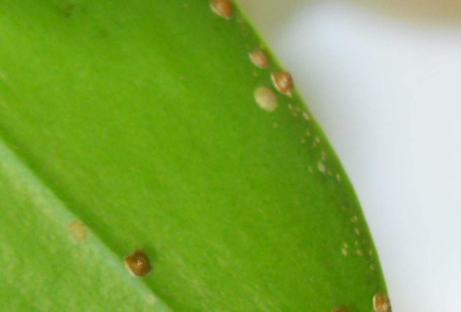 Плющевая щитовка на монстере