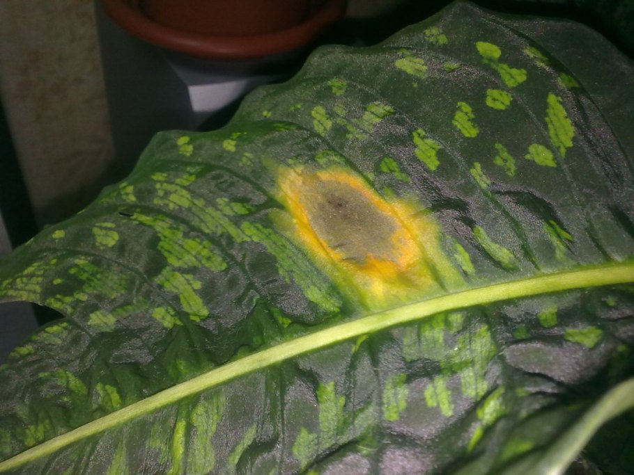 Диффенбахия щитовка