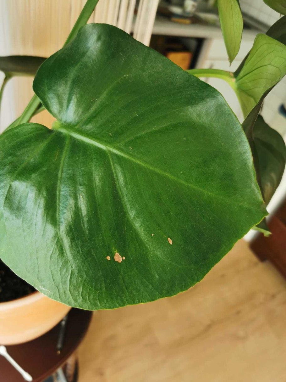 Микоз монстера