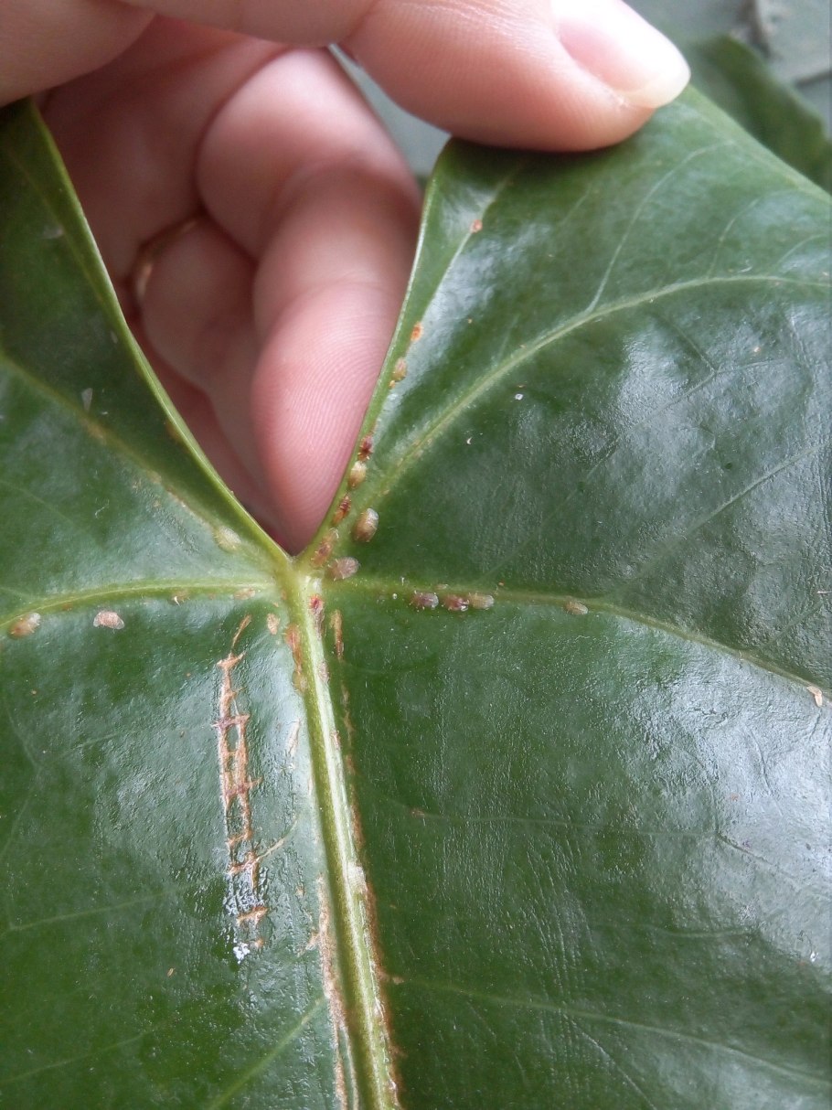 Паутинный клещ на антуриуме
