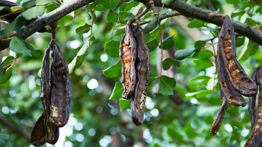 Акриды плоды дерева