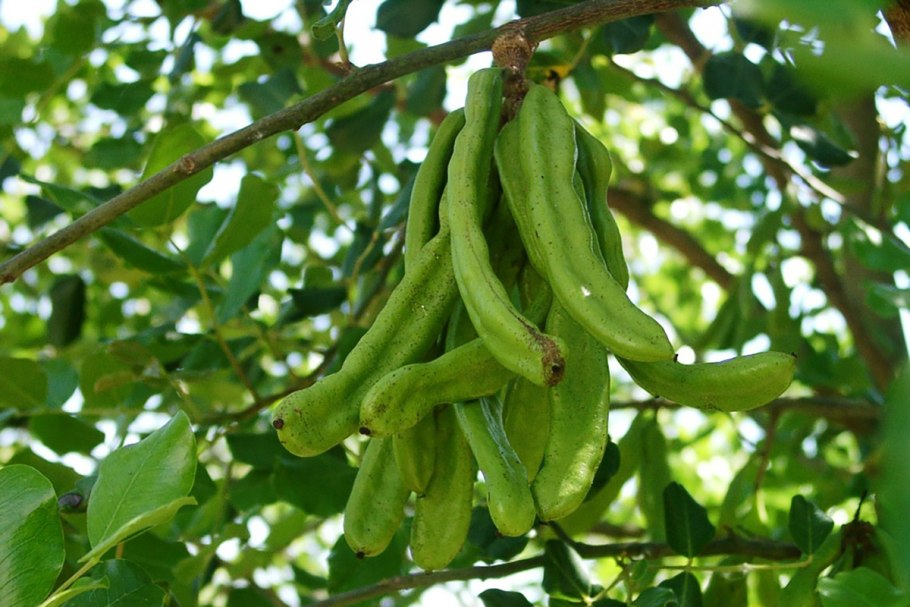 Ceratonia Siliqua рожковое дерево