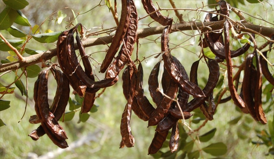 Цератония стручковая рожковое дерево