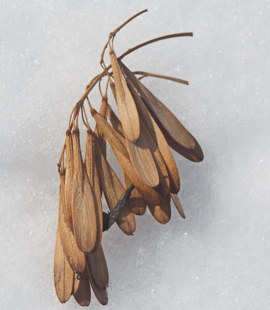 Тамариндос дерево