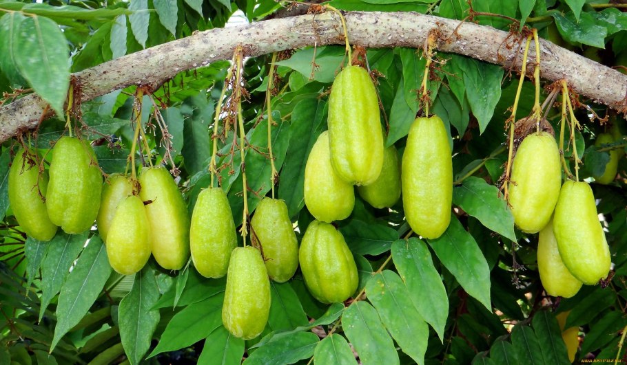 Дикий малабарский орех