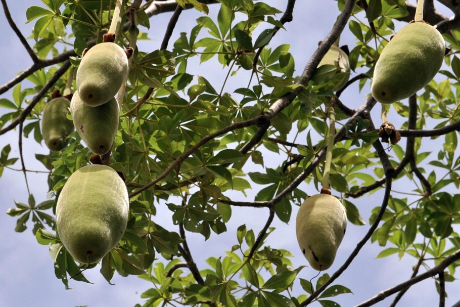 Растение плоды которого в виде голых женщин