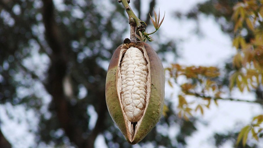 Плод дуриан