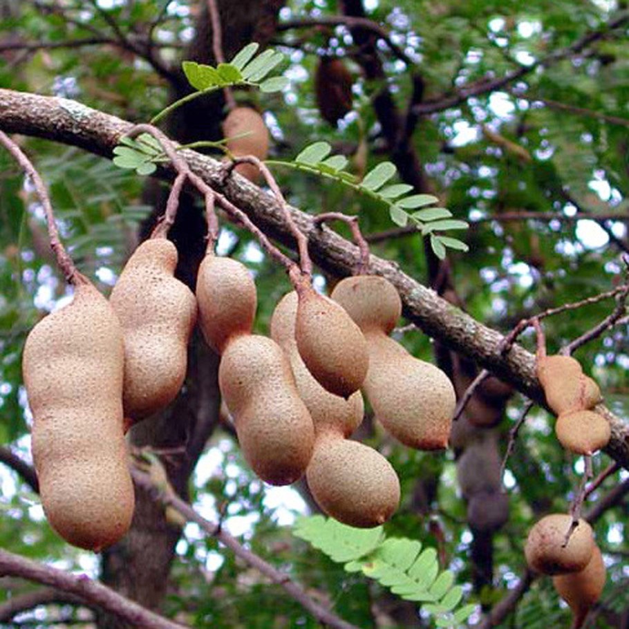 Cola nitida) растение