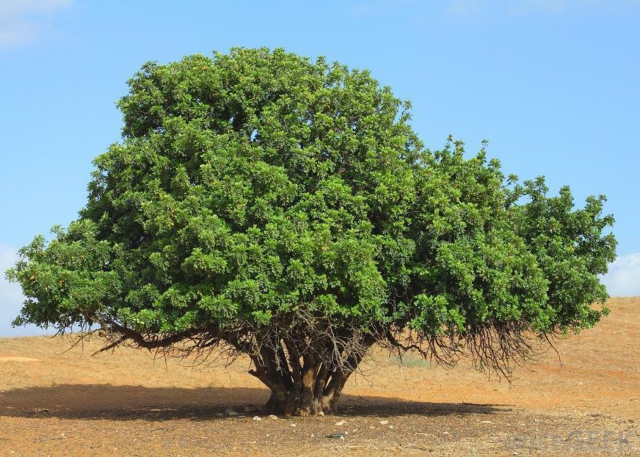 Цератония стручковая рожковое дерево