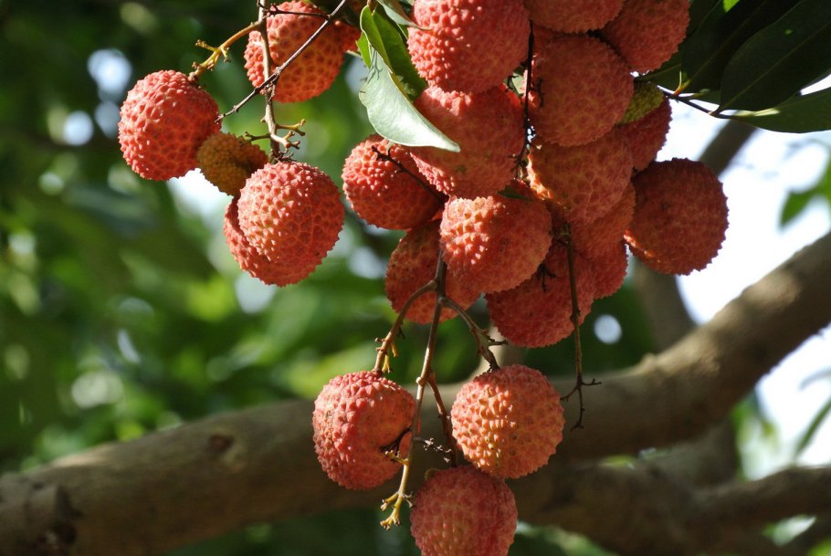 Бертолеция бразильский орех