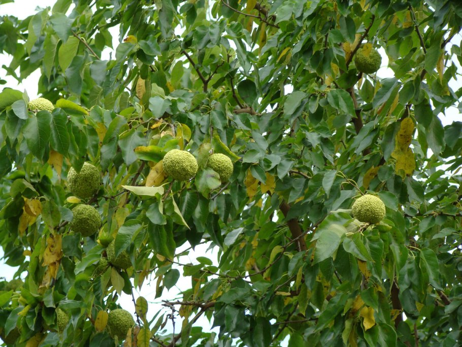 Дуриан фрукт джекфрут