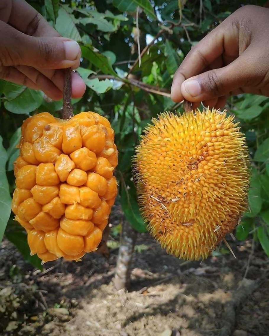 Орех макадамия австралийский