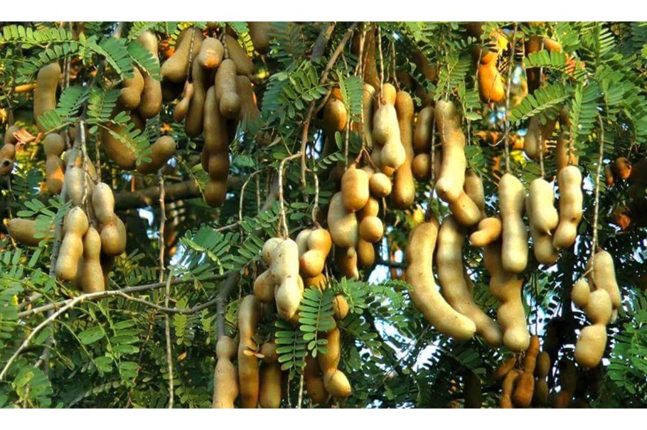 Орех грецкий скороплодный