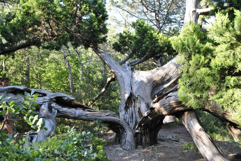 Можжевельник кипарисовидный виргинский