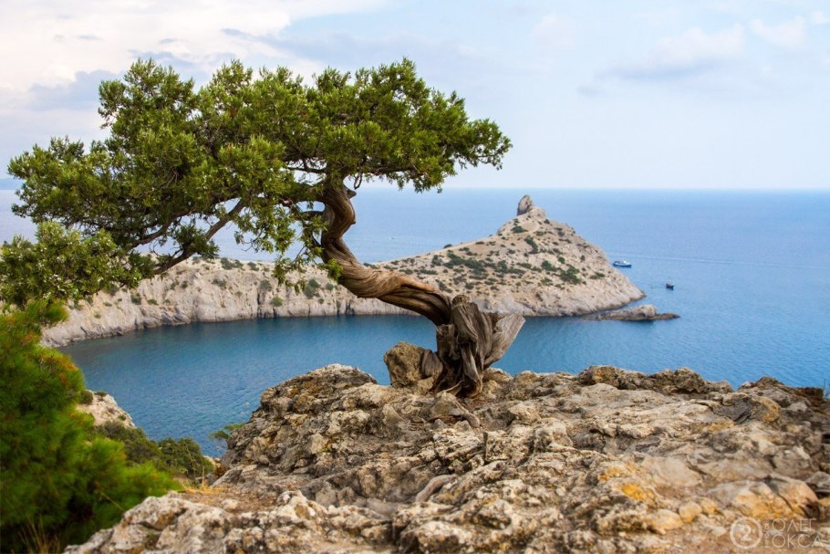 Juniperus communis effusa