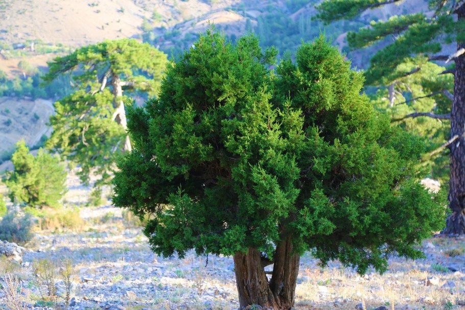 Можжевельник обыкновенный Крымский