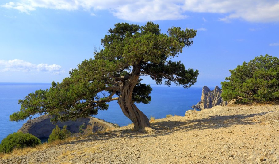 Можжевельник высокий в Крыму