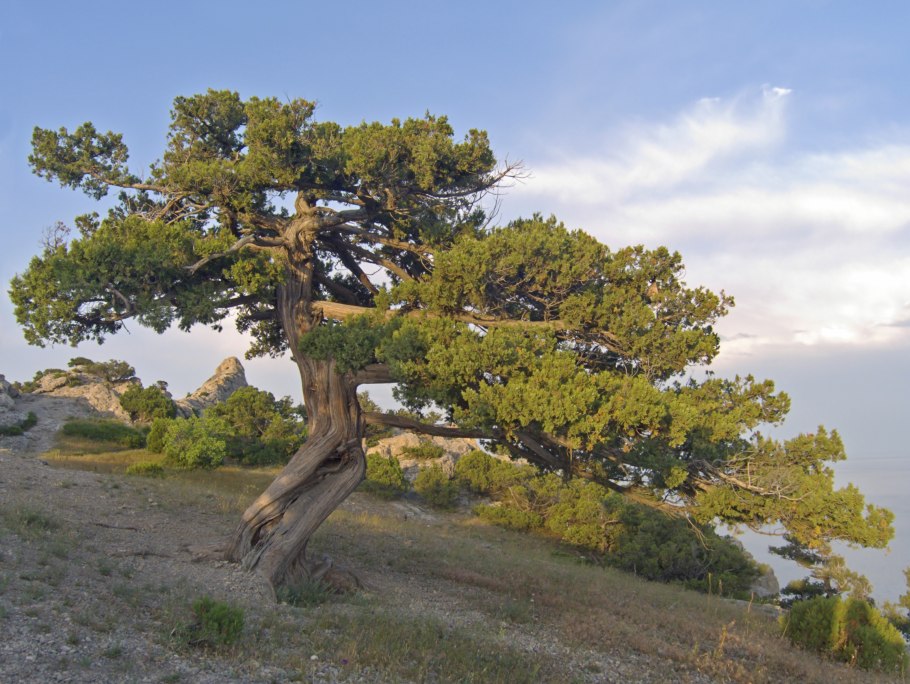 Можжевельник высокий Juniperus Excelsa