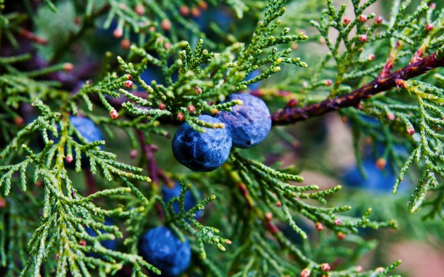 Можжевельник многоплодный