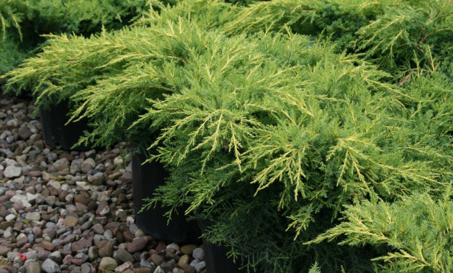 Можжевельник обыкновенный (Juniperus communis)