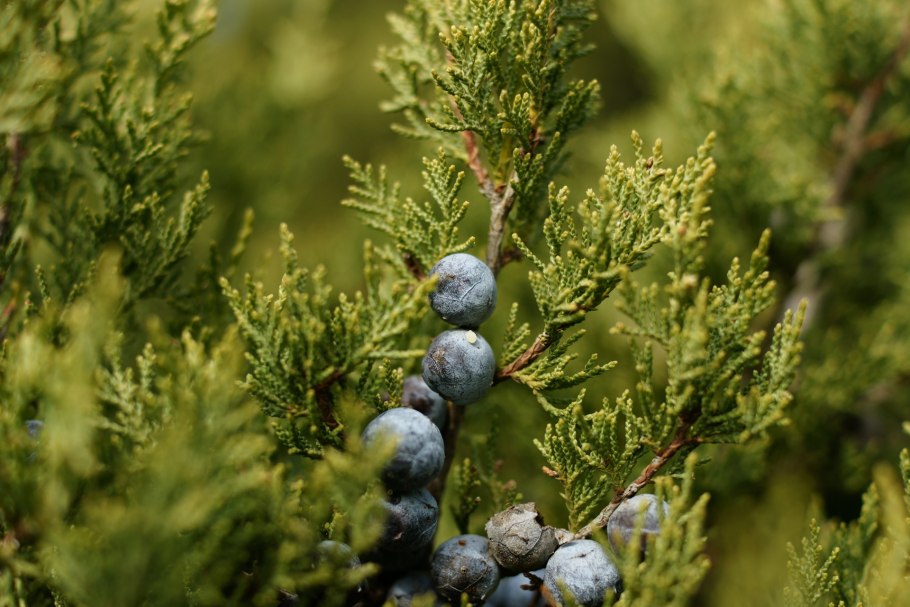 Можжевельник казацкий ягоды