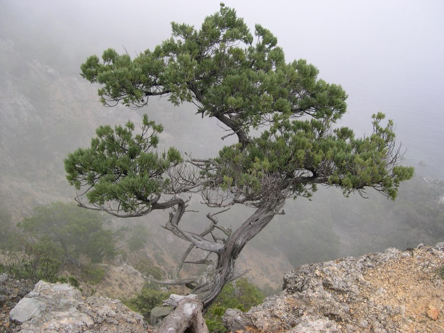 Можжевельник обыкновенный дерево