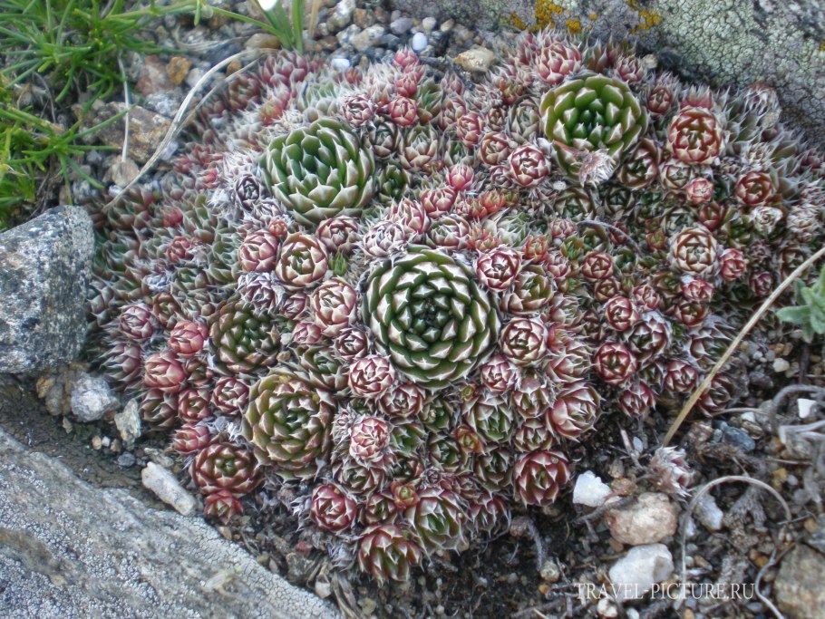 Растения эндемики озера Байкал