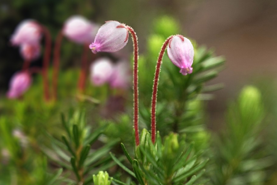 Флора баргузинского заповедника