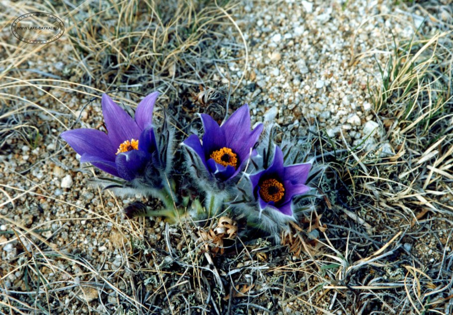 Растения эндемики озера Байкал