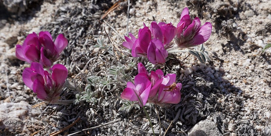 Копеечник щетинистый