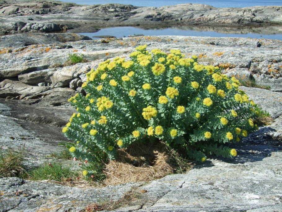 Родиола Сахалинская Rhodiola sachalinensis