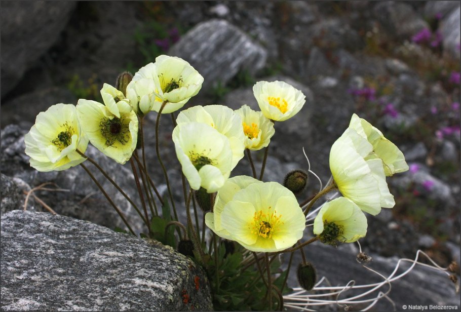Алтайский заповедник Флора