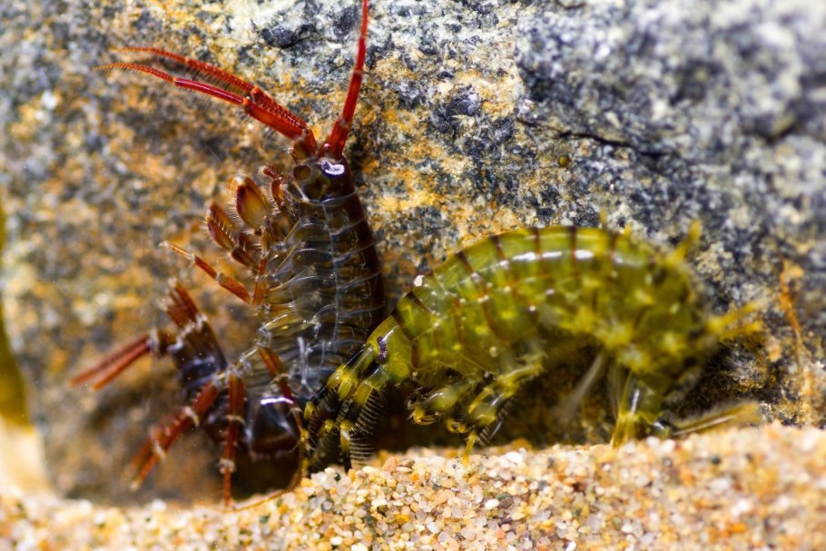 Насекомые Байкала