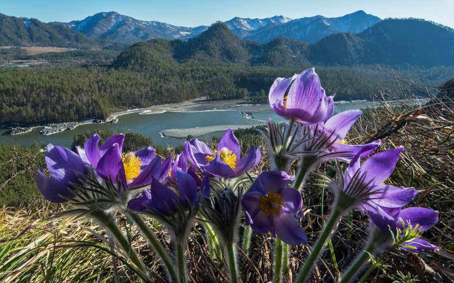 Горный Алтай подснежники