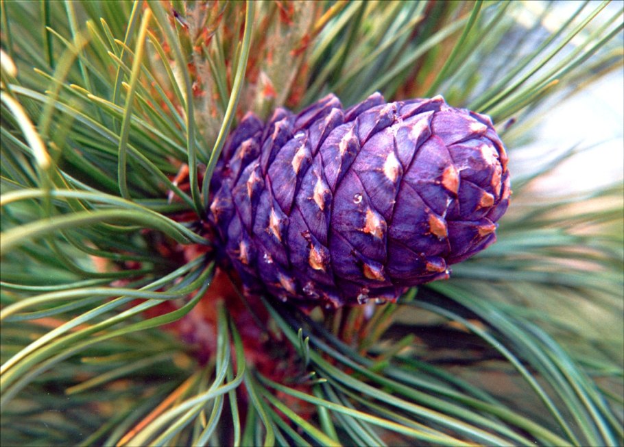 Pinus sibirica шишки