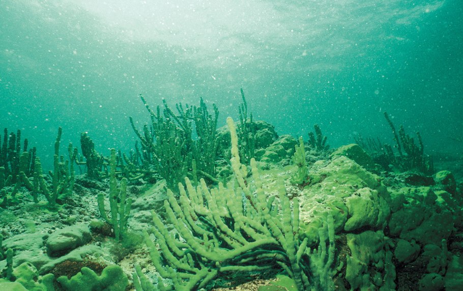 Байкальские губки эндемики