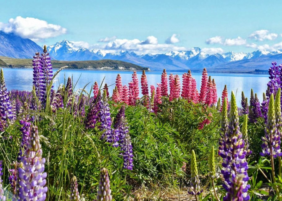 Иван-чай Байкал