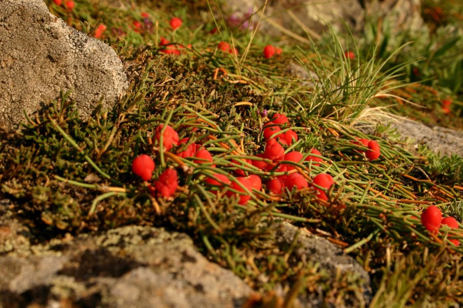 Растения эндемики озера Байкал