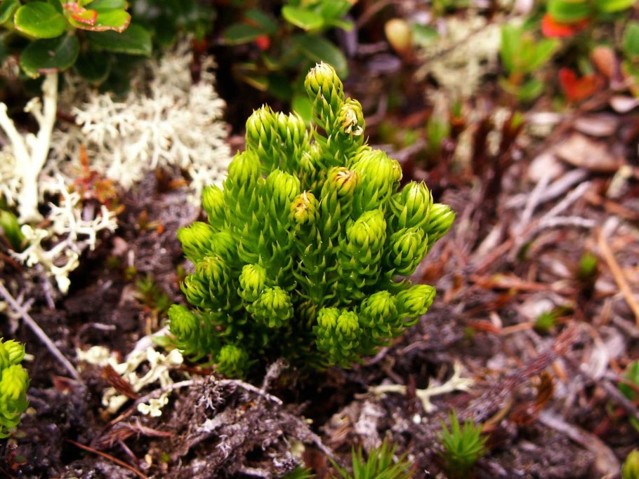Растительность Байкала кустарник