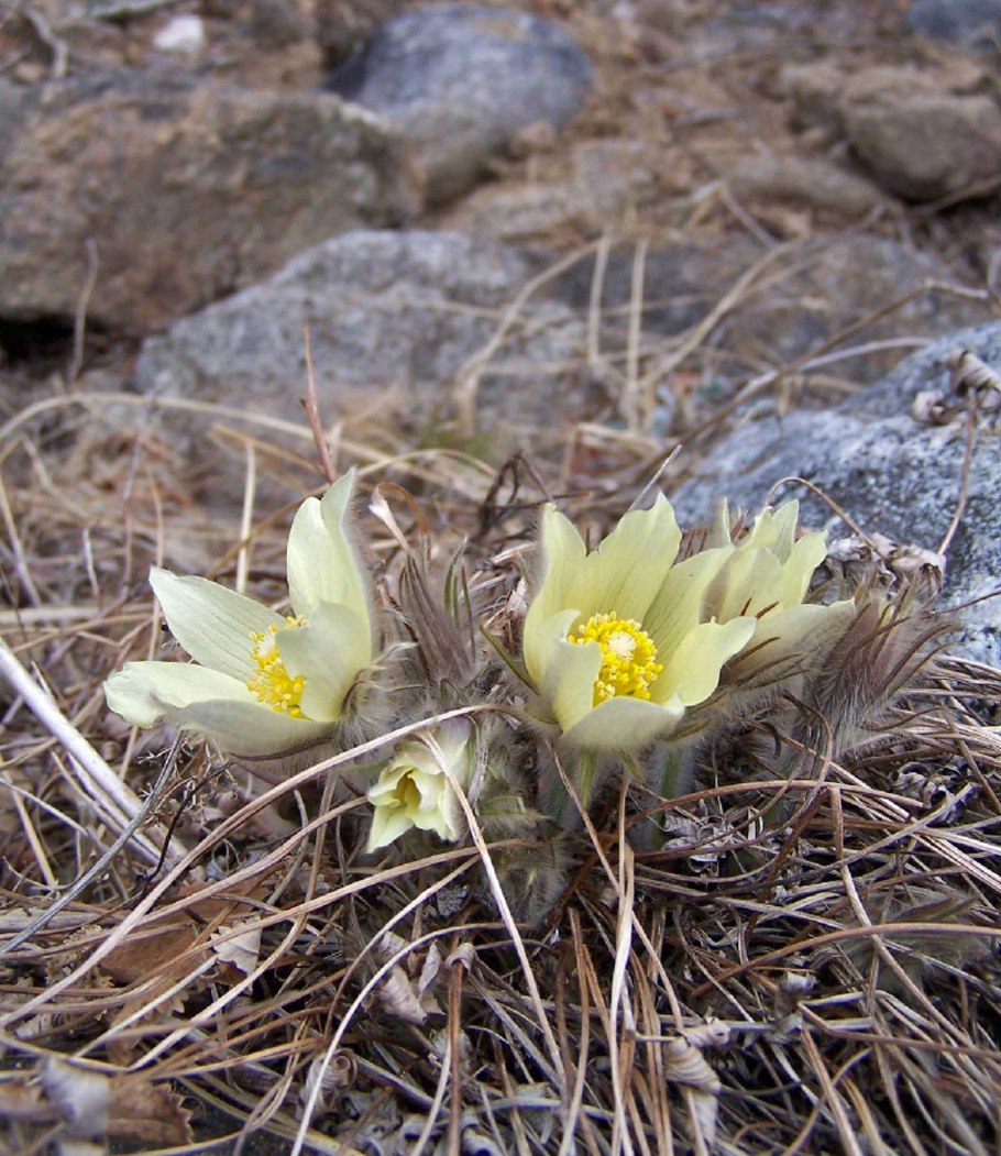 Флора баргузинского заповедника