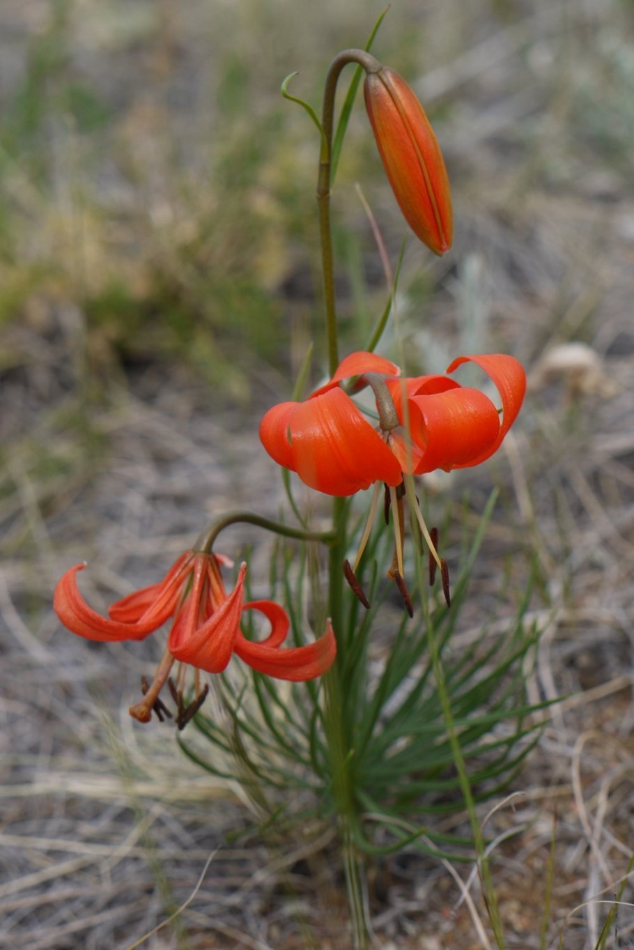 Растения эндемики озера Байкал