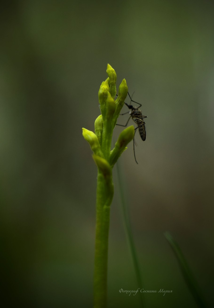 Коралловый корень