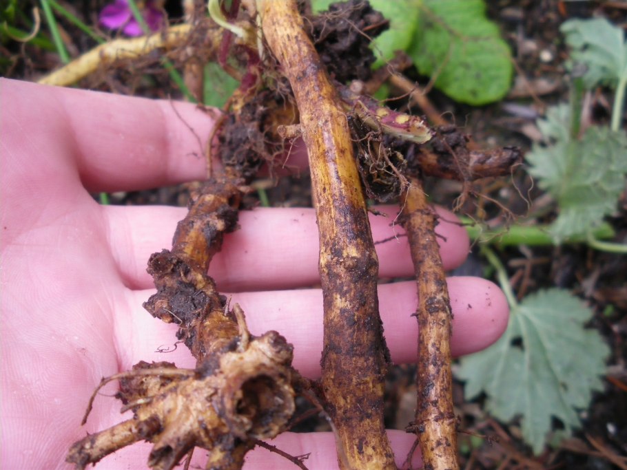 Гриб Podostroma Cornu-Damae