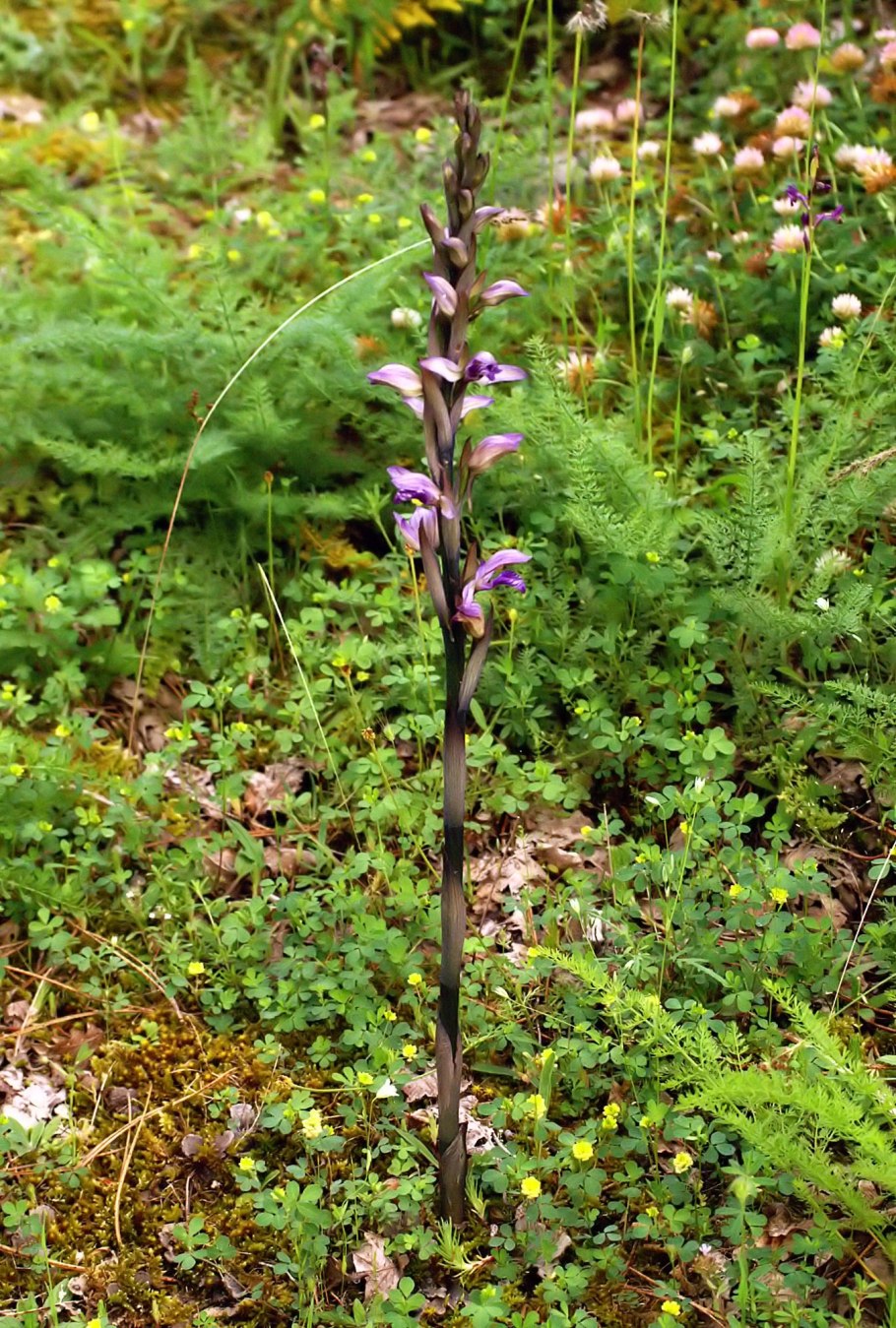 Corallorhiza trifida гербарий