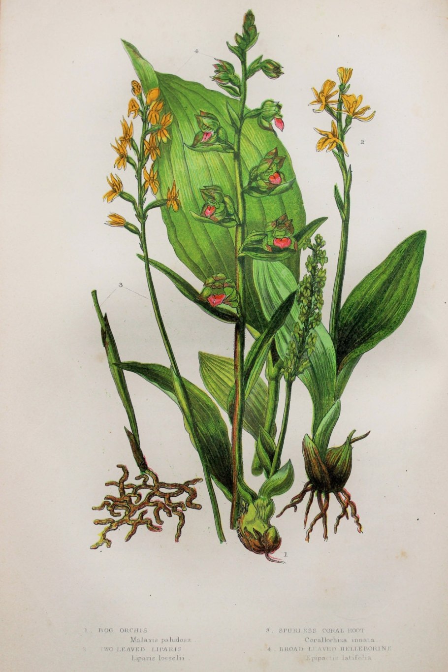 Коралловый корень