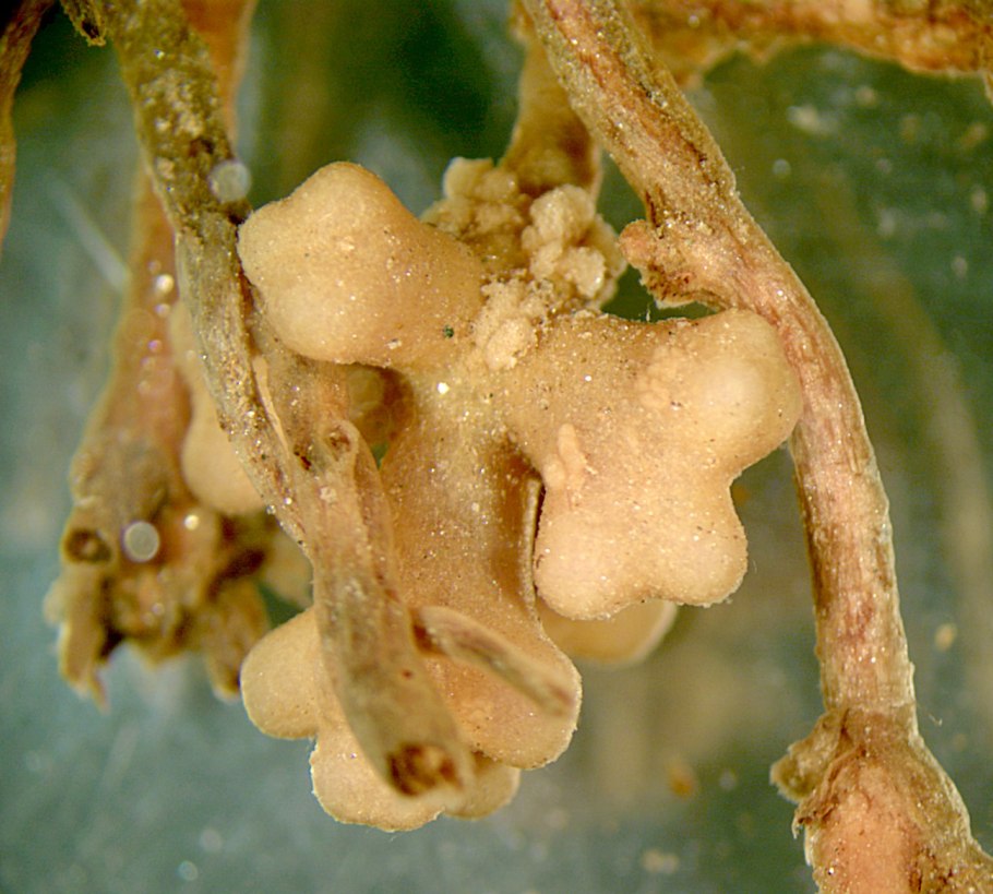 АИР обыкновенный корневища