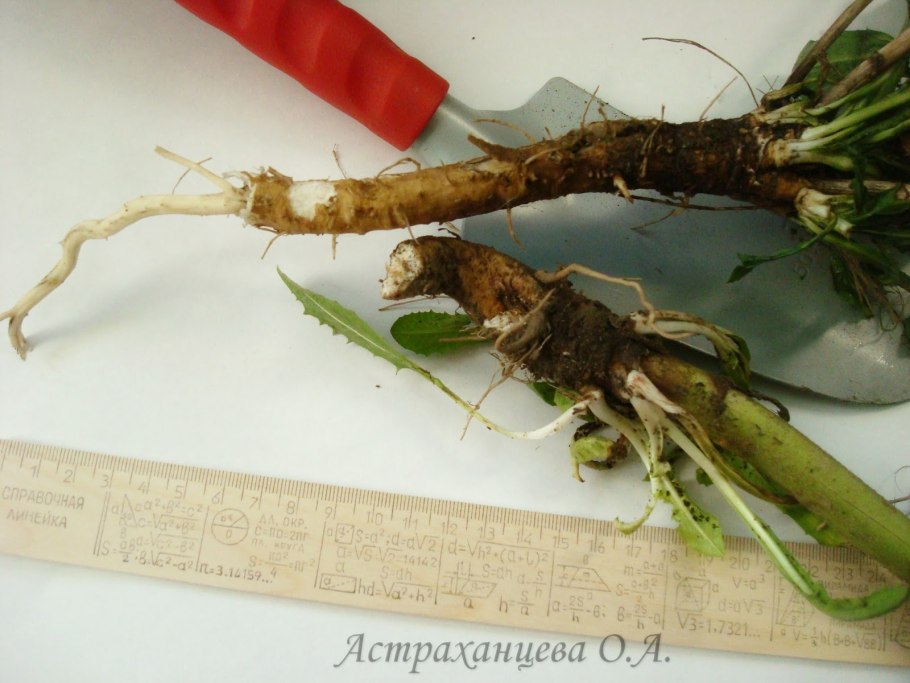 Петров крест чешуйчатый