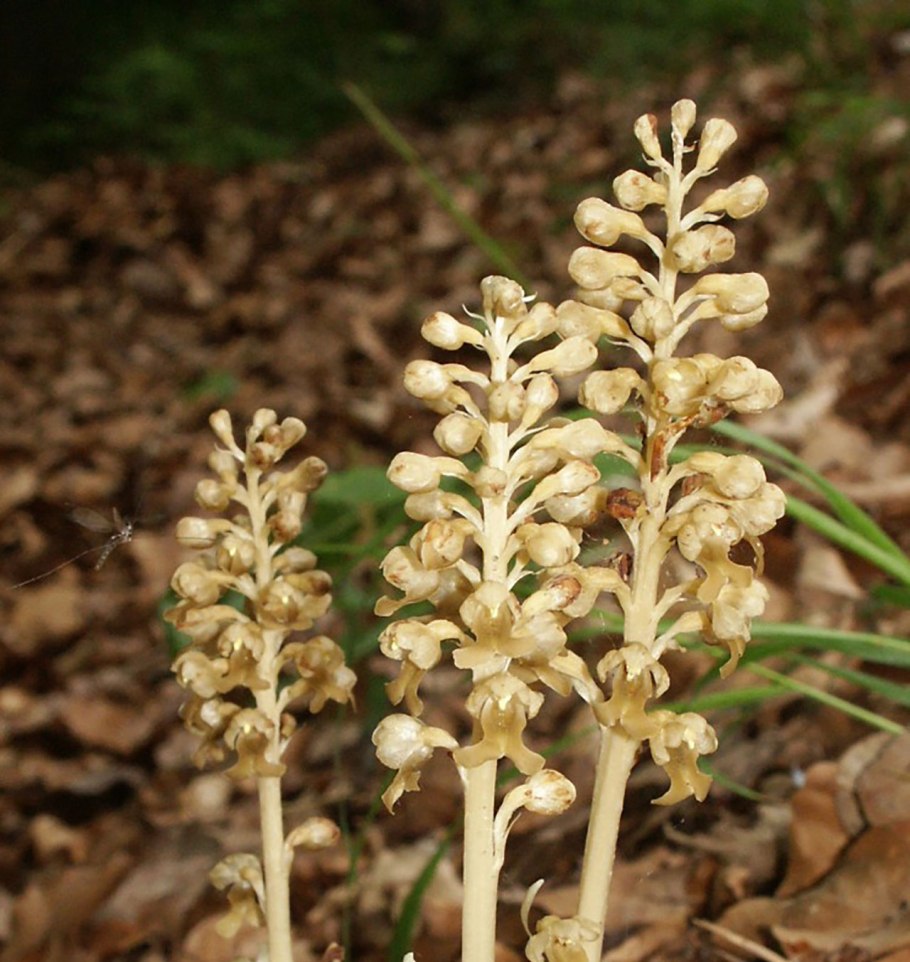 Орхидейные растения Подмосковья