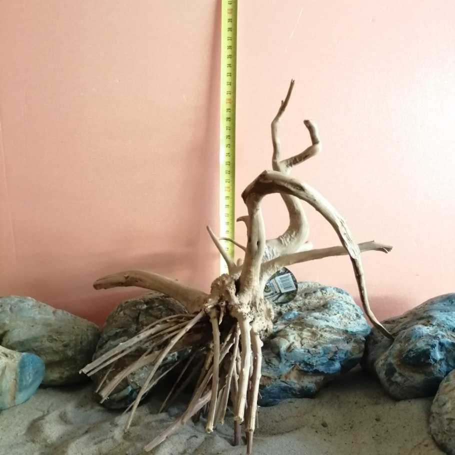 Epipogium aphyllum SW.